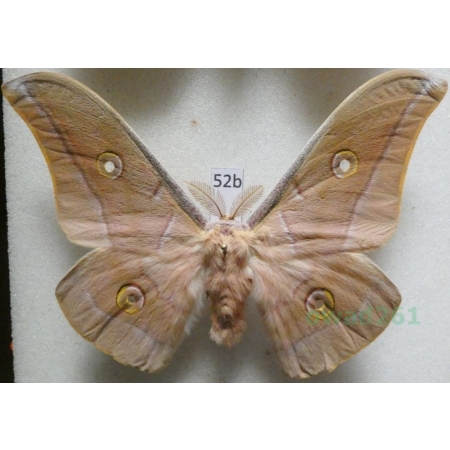 Antheraea pernyi (Guérin-Méneville, 1855) male ex. ovo China 83mm52b